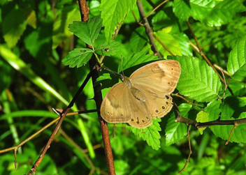 Appalachian Brown